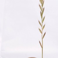 Italian Rye-grass